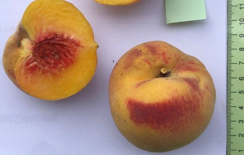 O'HENRY PEACH (BUDWOOD)